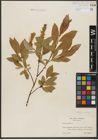 Foto von Salix hastata L.